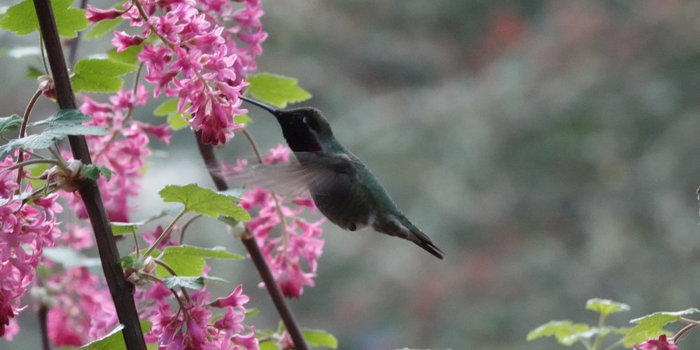 Anna's Hummingbird