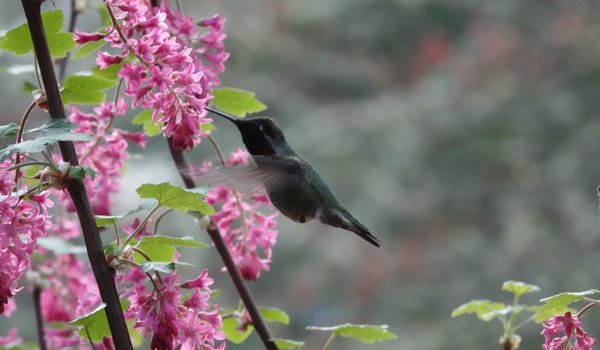 Anna's Hummingbird