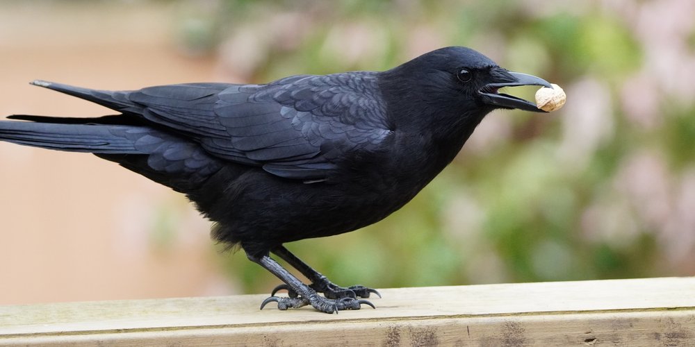 American Crow