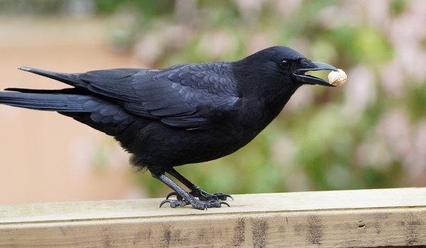 American Crow