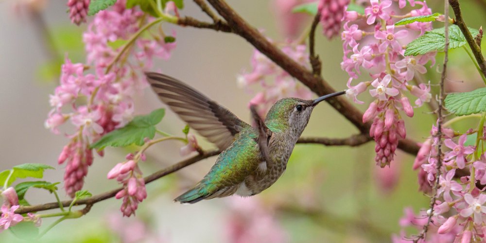 Anna's Hummingbird (iNaturalist 251497158)