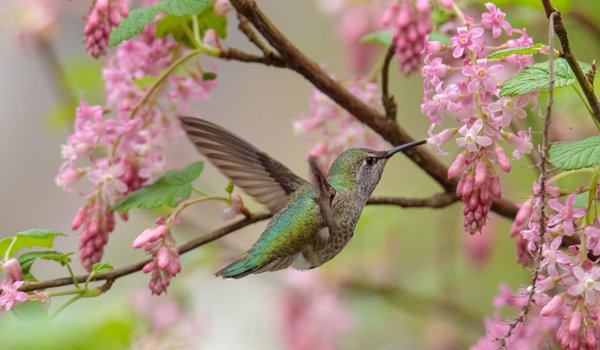 Anna's Hummingbird (iNaturalist 251497158)