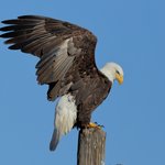 Bald Eagle (iNaturalist 233772746)