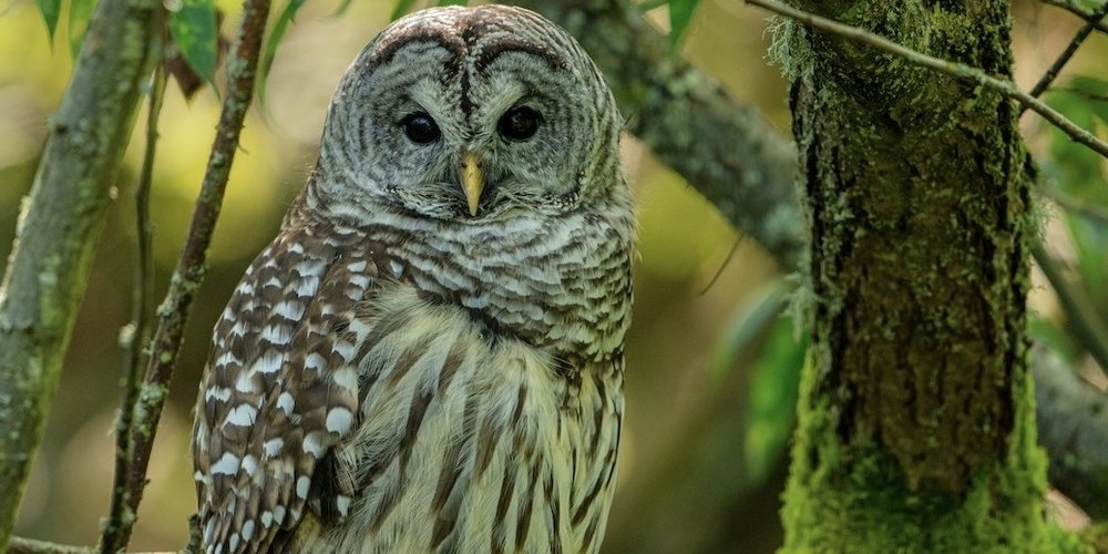 Barred Owl (iNaturalist 238328383)