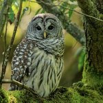 Barred Owl (iNaturalist 238328383)