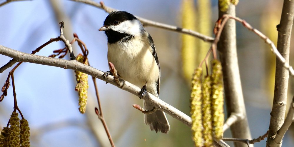 Black-capped Chickadee (iNaturalist 109473227)