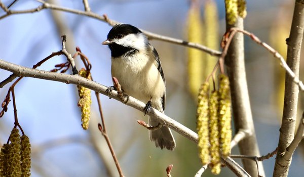 Black-capped Chickadee (iNaturalist 109473227)