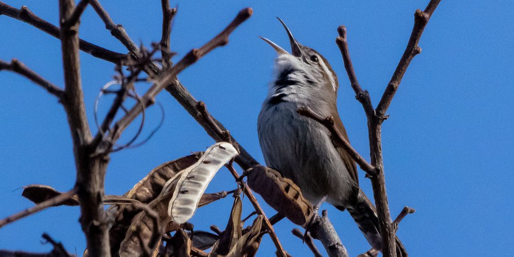 Bewick's Wren - https://www.inaturalist.org/observations/109204997