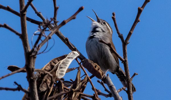 Bewick's Wren - https://www.inaturalist.org/observations/109204997