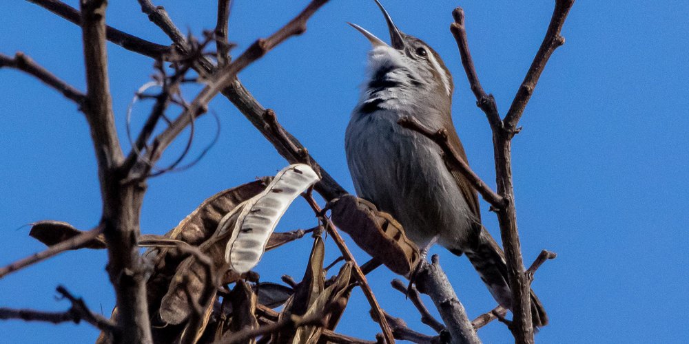 Bewick's Wren