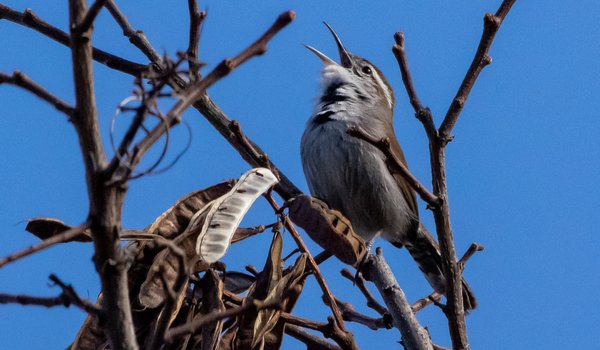 Bewick's Wren