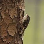 Brown Creeper (iNaturalist 198813282)