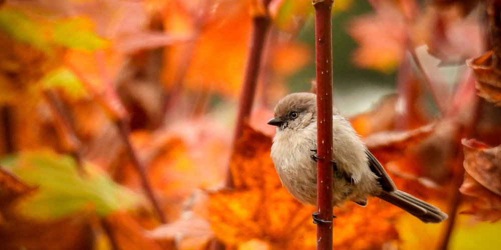 Bushtit (iNaturalist 98339762)