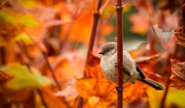 Bushtit (iNaturalist 98339762)