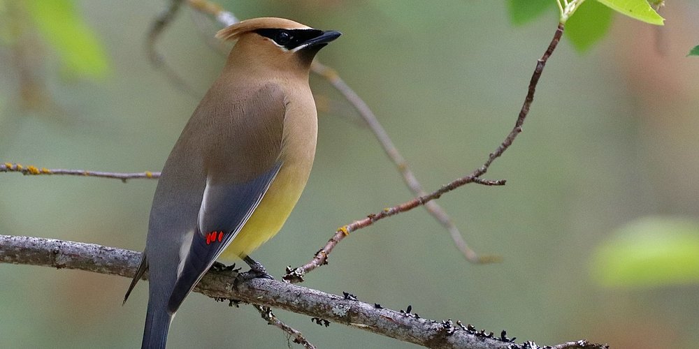 Cedar Waxwing