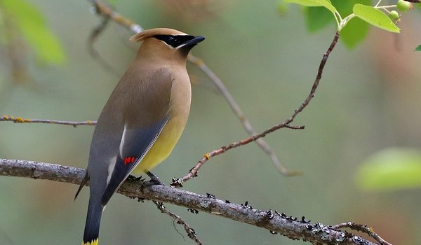 Cedar Waxwing