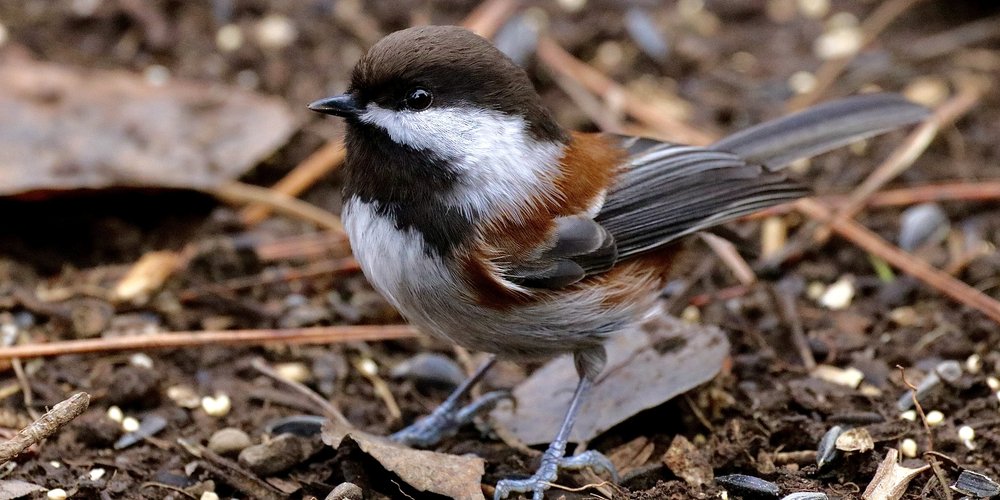 Chestnut-backed Chickadee (iNaturalist 190517269)