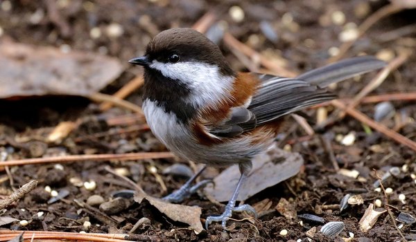 Chestnut-backed Chickadee (iNaturalist 190517269)