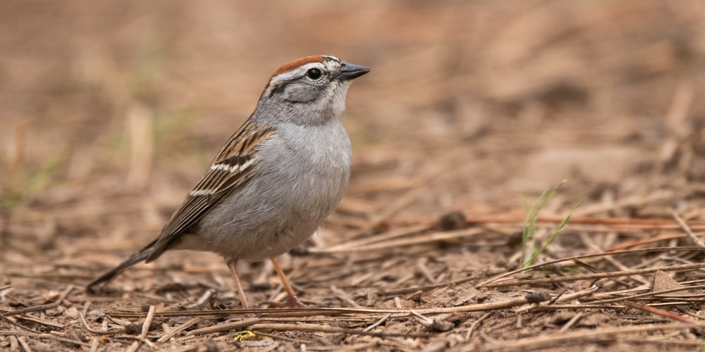 Chipping Sparrow (iNaturalist 119694711)