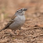 Chipping Sparrow (iNaturalist 119694711)