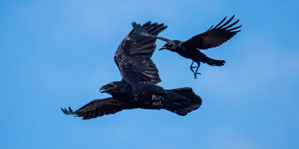 Common Raven and American Crow for size comparison