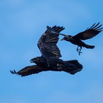 Common Raven and American Crow for size comparison