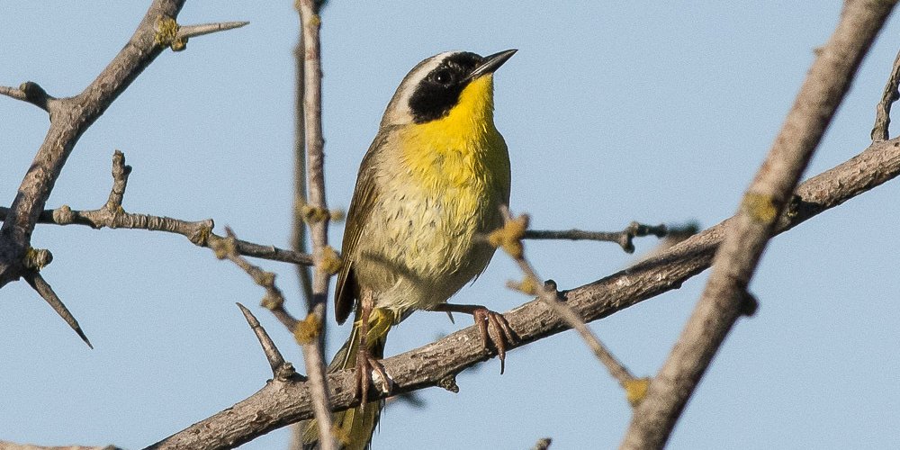 Common Yellowthroat (iNaturalist 144073235)