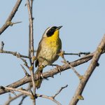 Common Yellowthroat (iNaturalist 144073235)