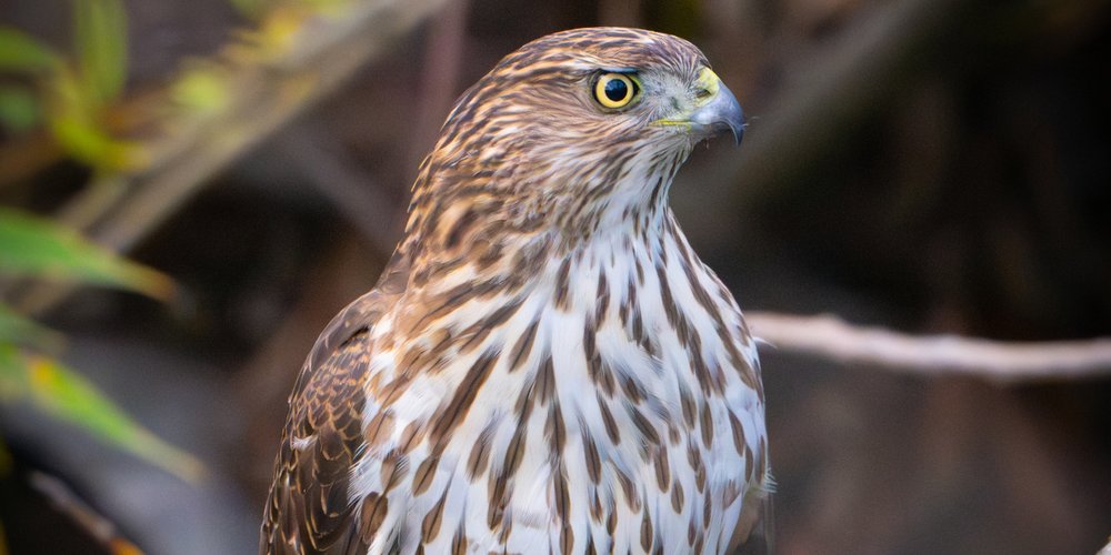 Cooper's Hawk (iNaturalist 250405887)