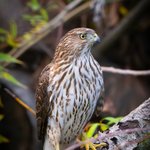 Cooper's Hawk (iNaturalist 250405887)