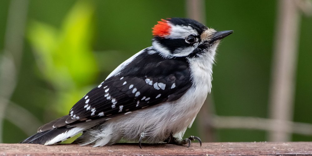 Downy Woodpecker (iNaturalist 40727369)