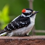 Downy Woodpecker (iNaturalist 40727369)