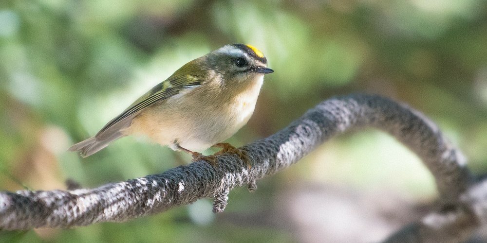 Golden-crowned Kinglet