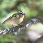 Golden-crowned Kinglet