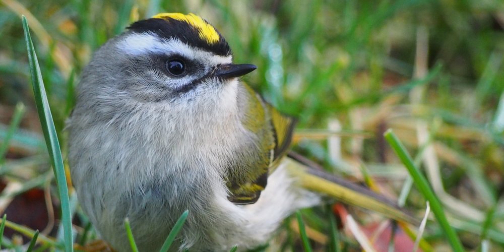 Golden-crowned Kinglet (iNaturalist 2582328)