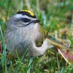 Golden-crowned Kinglet (iNaturalist 2582328)