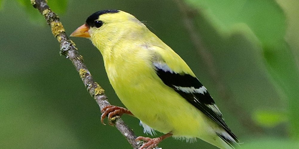 American Goldfinch - https://www.inaturalist.org/observations/222140835