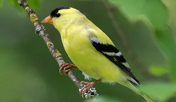 American Goldfinch - https://www.inaturalist.org/observations/222140835