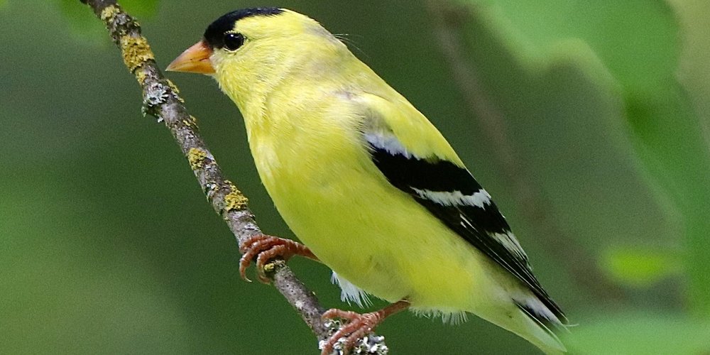 American Goldfinch