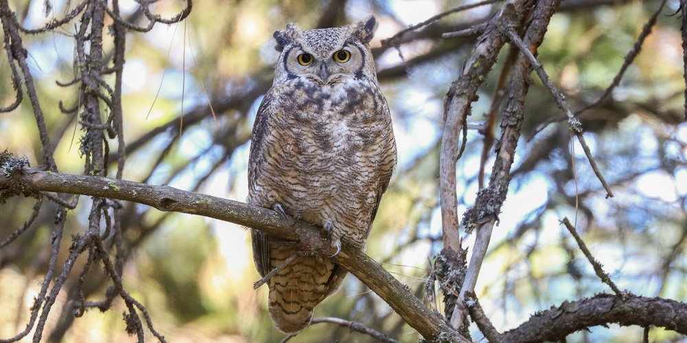 Great Horned Owl (iNaturalist 189878671)