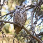 Great Horned Owl (iNaturalist 189878671)