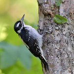 Hairy Woodpecker (iNaturalist 174133692)