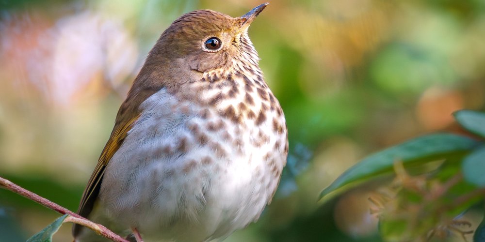 Hermit Thrush (iNaturalist 260783761)