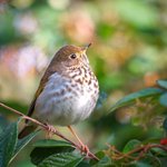 Hermit Thrush (iNaturalist 260783761)