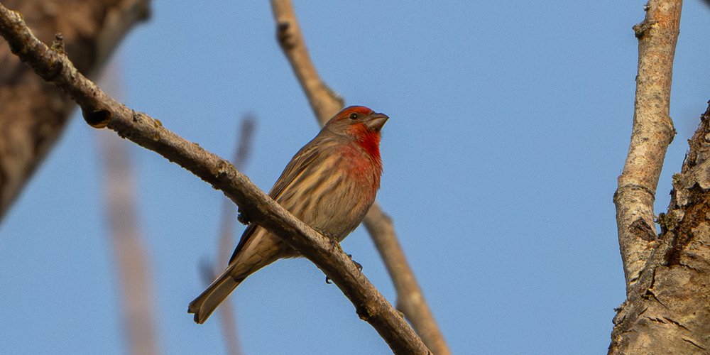 House Finch (iNaturalist 249203041)