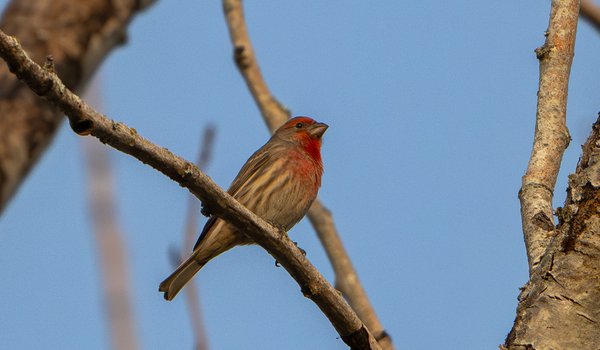 House Finch (iNaturalist 249203041)