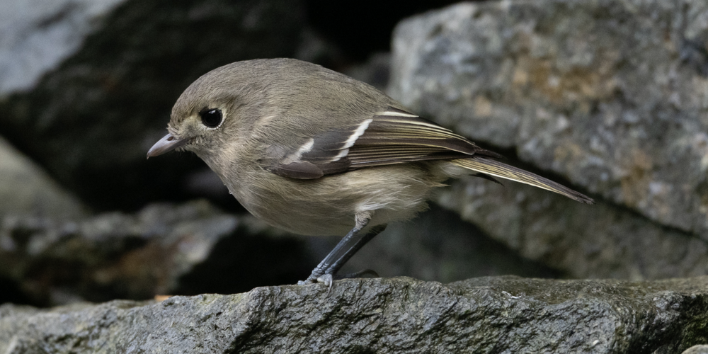 Hutton's Vireo (iNaturalist 260281642)