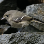 Hutton's Vireo (iNaturalist 260281642)