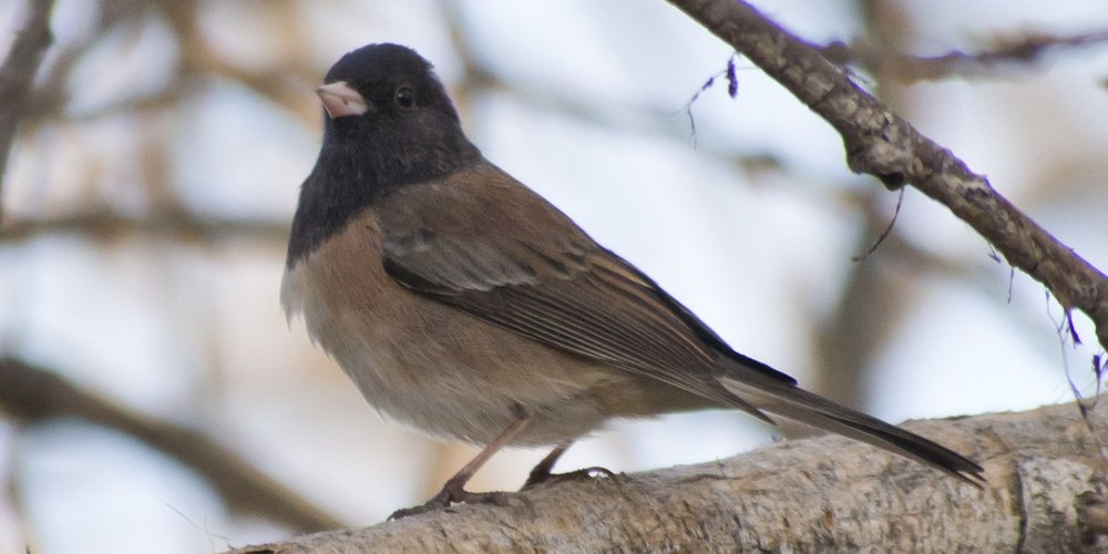 Dark-eyed Junco