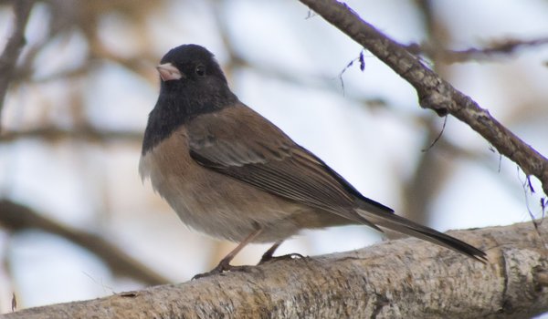 Dark-eyed Junco